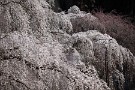 04 桜の滝です。Canon EOS 5D Mark IV　Canon EF70〜200mmF4