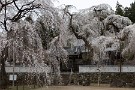 01 今日は3月21日に撮影した、曇日のしっとりとした清雲寺の枝垂桜をお楽しみください。Canon EOS 5D Mark IV　Canon EF24〜105mmF4