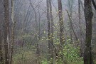 01 今日は3月26日に撮影した、芽吹き始めた春雨に煙る森をお楽しみください。Canon EOS 5D Mark IV　Canon EF70〜200mmF4