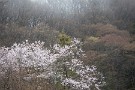 02 芽吹きが始まり、ちょっと赤みがかった木々が桜を囲みます。Canon EOS 5D Mark IV　Canon EF70〜200mmF4