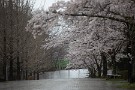 01 今日も3月26日に撮影した春雨に濡れる桜をお楽しみください。桜満開の日曜日ですが、秩父ミューズパークには誰もいませんでした。Canon EOS 5D Mark IV　Canon EF70〜200mmF4