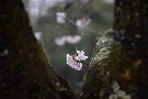 04 ほんのりピンクがかわいい桜でした。Canon EOS 5D Mark IV　Canon EF70〜200mmF4