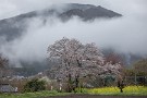 10 次回も桜をお送りします。今年は一気に春になってしまい更新が追いつきません^^; Canon EOS 5D Mark IV　Canon EF70〜200mmF4