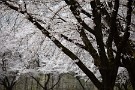 01 秩父の桜は満開から散り始めとなってきました。今日は春爛漫の秩父の桜をお楽しみください。Canon EOS 5D Mark IV　Canon EF70〜200mmF4