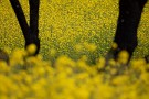 02 菜の花の黄色は鮮烈です。Canon EOS 5D Mark IV　Canon EF300mmF4