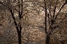01 秩父のソメイヨシノも大分散ってしまいましたが、今日は先週土曜日に撮影した夕日に輝く桜をお楽しみ下さい。Canon EOS 5D Mark IV　Canon EF70〜200mmF4