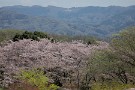 02 桜から新緑へと季節が移ろいます。Canon EOS 5D Mark IV　Canon EF70〜200mmF4