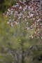 10 ひらひらと山桜が散っていました。次回は数日後に撮影した新緑の森の続きですが、ここ１週間で森の色もガラリと変わりました。Canon EOS 5D Mark IV　Canon EF300mmF4