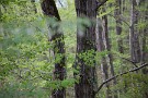 01 昨日に引き続き薫風吹き渡る森をお楽しみ下さい。昨日の写真から5日後の森ですが、葉も大きくなり色も落ち着いてきました。今年は季節の進行が本当に早いですね。Canon EOS 5D Mark IV　Canon EF24〜105mmF4