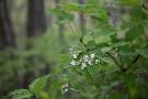 05 オトコヨウゾメの花です。例年4月下旬ごろ咲いていたような気がします。Canon EOS 5D Mark IV　Canon EF70〜200mmF4
