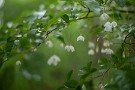 05 エゴノキです。森の妖精のようなかわいい花です。Canon EOS 5D Mark IV　Canon EF50mmF1.4