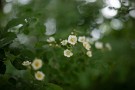 06 カマツカの花です。梅のような花です。Canon EOS 5D Mark IV　Canon EF50mmF1.4