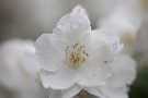 02 卯の花のまさに初夏という爽やかな香りもこの時期の楽しみです。Canon EOS 5D Mark IV　Tokina AT-X 100mm F2.8マクロ