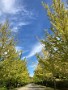01 今日はやっと秋らしい綺麗な秋空が広がりました。秩父ミューズパークの銀杏並木も僅かに色付いてきました。こんな日はジョギングも気持ちよく捗ります。iPhone SE