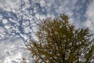 08 空には秋らしい羊雲が流れていました。Canon EOS 5D Mark IV　Canon EF24〜105mmF4