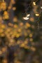 06 とはいえ、だいぶ葉を落とした木も出てきて一気に色付くというわけにはいかないようです。Canon EOS 5D Mark IV　Canon EF300mmF4