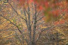 02 このようにほぼ散ってしまった木も目立ってきました。晩秋の風情です。Canon EOS 5D Mark IV　Canon EF300mmF4