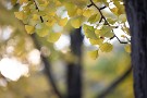 06 今年は暑さの影響かしっかり黄色にならない葉も多く、色付きは今ひとつです。Canon EOS 5D Mark IV　Canon EF70〜200mmF4