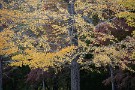 07 すでに葉を落とし始めている木も目立ってきました。Canon EOS 5D Mark IV　Canon EF70〜200mmF4