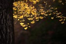 08 秋の夕日に照らされるイチョウの葉。どことなく儚さを感じます。Canon EOS 5D Mark IV　Canon EF70〜200mmF4