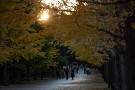 10 儚くも美しい秋の夕暮れです。Canon EOS 5D Mark IV　Canon EF70〜200mmF4