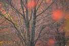02 紅葉に包まれる葉を落とした木々… Canon EOS 5D Mark IV　Canon EF300mmF4