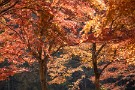 01 秩父ミューズパークの紅葉も最後の輝きとなりました。Canon EOS 5D Mark IV　Canon EF70〜200mmF4