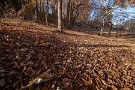 03 でも林床は暖かそうな落ち葉で包まれています。Canon EOS 5D Mark IV　SIGMA 12-24mm F4.5-5.6 II DG HSM