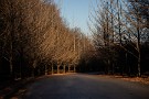 02 夕日に染まるミューズパークの銀杏並木。訪れる人もまばらです。Canon EOS 5D Mark IV　Canon EF70〜200mmF4
