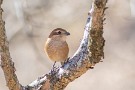 02 冬といえば野鳥撮影の季節、まずはモズが出迎えてくれました。Canon EOS 5D Mark IV　Canon EF300mmF4×1.4テレコンバータ