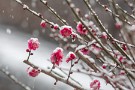 01 今日は昼前から雪となりました。咲き始めた庭の紅梅も雪化粧です。Canon EOS 5D Mark IV　Canon EF300mmF4