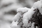 04 午後10時時点で秩父市は27cmの積雪、久々の大雪となりました。明日の雪かきが思いやられます^^; 　Canon EOS 5D Mark IV　Canon EF300mmF4