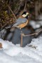 01 今日は秩父ミューズパークで見かけた冬の野鳥の２回目をお楽しみください。まずは雪の中でも元気なヤマガラです。Canon EOS 5D Mark IV　Canon EF300mmF4