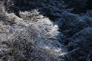 02 思わぬ雪化粧に浦山ダム周辺に行ってみました。Canon EOS 5D Mark IV　Canon EF70〜200mmF4
