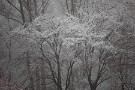 00 今日の秩父地方は昼前から雪となりました。街中では積もりませんでしたが、ちょっと標高の高いところは綺麗に雪化粧していました。Canon EOS 5D Mark IV　Canon EF70〜200mmF4