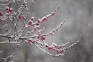02 梅は３分咲きほどですが、訪れる人もほとんどなく静かな雪の梅園を楽しめました。Canon EOS 5D Mark IV　Canon EF70〜200mmF4