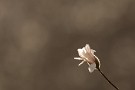 10 明日には桜も咲きそうです。今年は春が一気にやって来ました。明日は春の野鳥などをアップする予定です。Canon EOS 5D Mark IV　Canon EF300mmF4