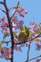 04 そして桜にメジロ。春の代名詞ですね。Canon EOS 5D Mark IV　Canon EF300mmF4