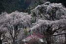 01 清雲寺の枝垂桜が見頃となりました。今日は昨日(4月2日)に撮影した春爛漫の清雲寺の桜をお楽しみください。Canon EOS 5D Mark IV　Canon EF70〜200mmF4