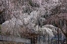 02 早咲きの江戸彼岸枝垂桜はほぼ満開、遅咲きの秩父紅枝垂桜は咲き始めです。Canon EOS 5D Mark IV　Canon EF70〜200mmF4