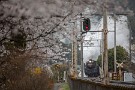 03 今週はやっと桜が咲き、桜とSLを撮影できました。Canon EOS 5D Mark IV　Canon EF70〜200mmF4