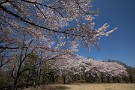 01 今日は今年撮影した桜をお楽しみください。Canon EOS 5D Mark IV　SIGMA 12-24mm F4.5-5.6 II DG HSM
