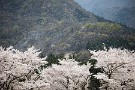 10 早くも花吹雪の季節です。秩父の桜は散り始め、今週末までなんとかもってくれました。桜はもう一回、夕桜をお送りする予定です。Canon EOS 5D Mark IV　Canon EF70〜200mmF4