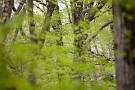 01 今日は翠滴る新緑の雑木林をお楽しみください。Canon EOS 5D Mark IV　Canon EF70〜200mmF4