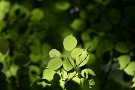 04 ともあれ、爽やかな陽気で森林浴には最適です。Canon EOS 5D Mark IV　Canon EF300mmF4