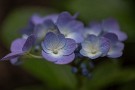 01 関東地方も梅雨入りし、今日も雨催いの1日でした。紫陽花も見頃となってきました。ちなみに写真の紫陽花はまだ開花していません。Canon EOS 5D Mark IV　Tokina AT-X100mmF2.8マクロ