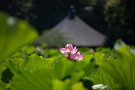 04 39℃では流石にジョギングは無理かと思っていましたが、午後37℃から気温が上がらないとみて夕刻いつも通りジョギングへ(^^;; 　Canon EOS 5D Mark IV　Canon EF70〜200mmF4