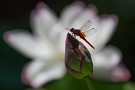 09 赤とんぼの一種、ショウジョウトンボです。赤とんぼの中でも一際赤いトンボで、夏に活動するトンボです。さて、明日は何℃まで上がるやら… Canon EOS 5D Mark IV　Canon EF300mmF4