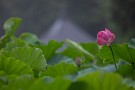 01 梅雨も明け暑い日が続いていますが、今日は梅雨中に撮影した蓮の花をお楽しみください。Canon EOS 5D Mark IV　Canon EF300mmF4