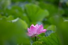 02 蓮の花には雨が似合います。Canon EOS 5D Mark IV　Canon EF300mmF4